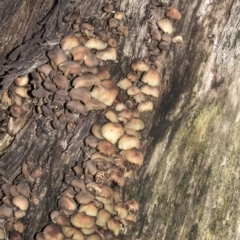 zz agaric (stem; gills not white/cream) at Acton, ACT - 5 Jun 2019 09:46 AM