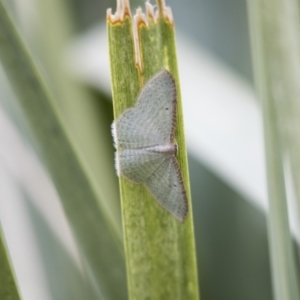 Poecilasthena pulchraria at Belconnen, ACT - 11 Jun 2019 04:17 PM