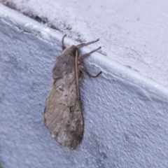 Oxycanus antipoda (Late Oxycanus) at Belconnen, ACT - 11 Jun 2019 by AlisonMilton