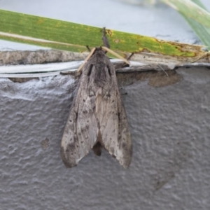 Oxycanus antipoda at Belconnen, ACT - 11 Jun 2019 04:10 PM