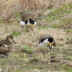 Vanellus miles at Fyshwick, ACT - 6 Sep 2019 01:01 PM