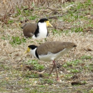 Vanellus miles at Fyshwick, ACT - 6 Sep 2019 01:01 PM