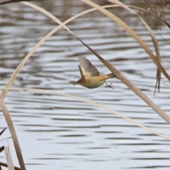 Acrocephalus australis (Australian Reed-Warbler) at Fyshwick, ACT - 6 Sep 2019 by RodDeb