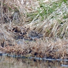 Gallinago hardwickii (Latham's Snipe) at Jerrabomberra Wetlands - 6 Sep 2019 by RodDeb