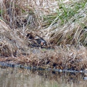 Gallinago hardwickii at Fyshwick, ACT - 6 Sep 2019 01:27 PM