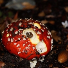 Amanita muscaria (Fly Agaric) at City Renewal Authority Area - 17 Apr 2015 by HarveyPerkins