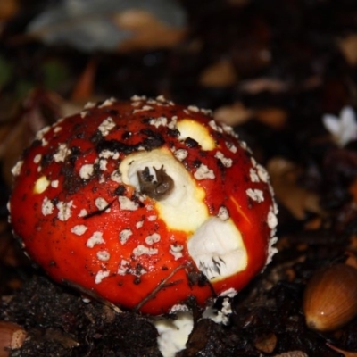 Amanita muscaria (Fly Agaric) at Canberra, ACT - 17 Apr 2015 by HarveyPerkins