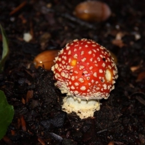 Amanita muscaria at Canberra, ACT - 17 Apr 2015