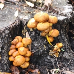 Gymnopilus junonius (Spectacular Rustgill) at Yarralumla, ACT - 18 Apr 2015 by HarveyPerkins