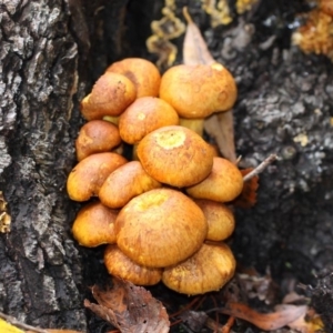 Gymnopilus junonius at Yarralumla, ACT - 18 Apr 2015