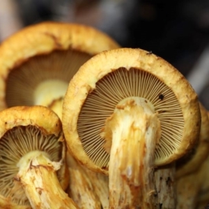 Gymnopilus junonius at Yarralumla, ACT - 18 Apr 2015