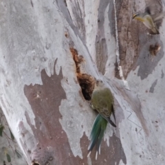 Psephotus haematonotus (Red-rumped Parrot) at Kama - 5 Sep 2019 by Kurt