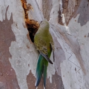 Psephotus haematonotus at Molonglo River Reserve - 6 Sep 2019 09:56 AM