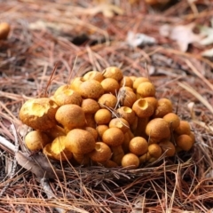 Gymnopilus junonius (Spectacular Rustgill) at Lake Burley Griffin West - 18 Apr 2015 by HarveyPerkins