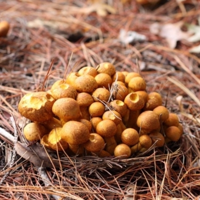 Gymnopilus junonius (Spectacular Rustgill) at Yarralumla, ACT - 18 Apr 2015 by HarveyPerkins