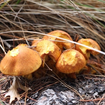 Gymnopilus junonius (Spectacular Rustgill) at Yarralumla, ACT - 18 Apr 2015 by HarveyPerkins