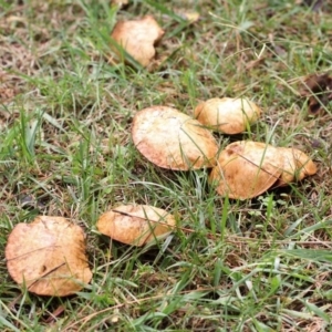 Suillus sp. at Yarralumla, ACT - 18 Apr 2015