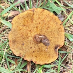 Suillus sp. at Yarralumla, ACT - 18 Apr 2015 12:43 PM