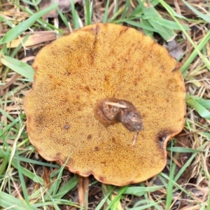 Suillus sp. at Yarralumla, ACT - 18 Apr 2015