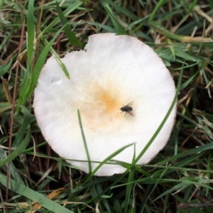 zz agaric (stem; gills not white/cream) at Yarralumla, ACT - 18 Apr 2015 12:47 PM