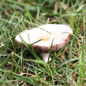 zz agaric (stem; gills not white/cream) at Yarralumla, ACT - 18 Apr 2015 12:47 PM