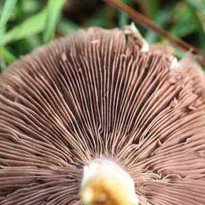 zz agaric (stem; gills not white/cream) at Yarralumla, ACT - 18 Apr 2015 12:47 PM