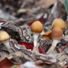 Psilocybe sp. (Psilocybe) by HarveyPerkins