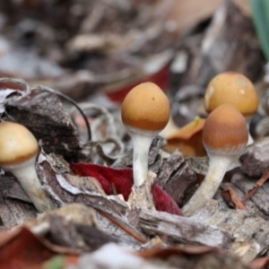 Psilocybe sp. at suppressed - 26 Apr 2015