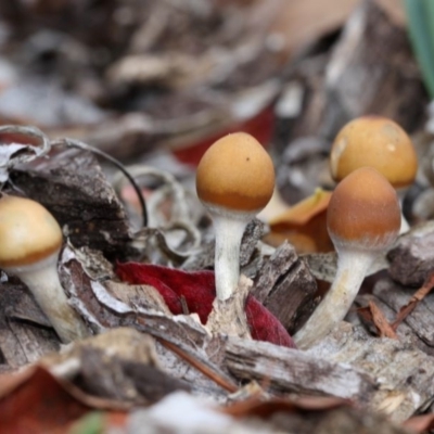 Psilocybe sp. (Psilocybe) by HarveyPerkins