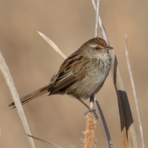 Poodytes gramineus at Fyshwick, ACT - 5 Sep 2019 08:23 AM