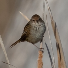 Poodytes gramineus at Fyshwick, ACT - 5 Sep 2019 08:23 AM