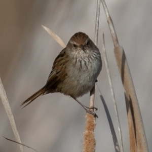 Poodytes gramineus at Fyshwick, ACT - 5 Sep 2019 08:23 AM