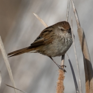 Poodytes gramineus at Fyshwick, ACT - 5 Sep 2019 08:23 AM