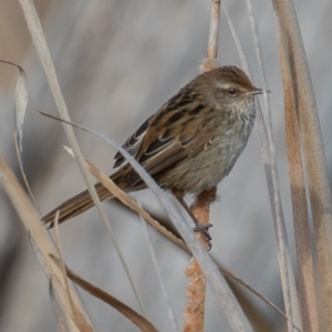 Poodytes gramineus at Fyshwick, ACT - 5 Sep 2019 08:23 AM