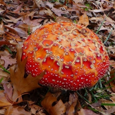 Amanita muscaria (Fly Agaric) at Lake Burley Griffin West - 12 May 2019 by HarveyPerkins