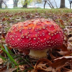 Amanita muscaria at Yarralumla, ACT - 12 May 2019