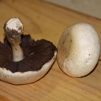 Agaricus sp. (Agaricus) at City Renewal Authority Area - 30 Apr 2015 by HarveyPerkins