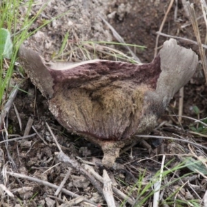 Calvatia cyathiformis at Stromlo, ACT - 8 Oct 2016