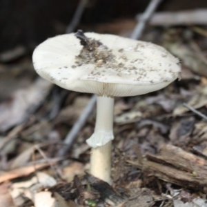 Amanita sp. at Paddys River, ACT - 7 Feb 2016 03:20 PM