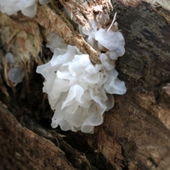 Tremella fuciformis (Snow Fungus) at Tidbinbilla Nature Reserve - 7 Feb 2016 by HarveyPerkins