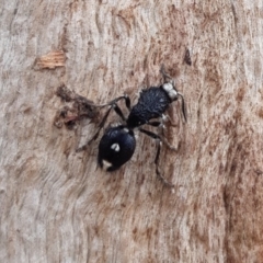 Bothriomutilla rugicollis (Mutillid wasp or velvet ant) at Gungahlin, ACT - 4 Sep 2019 by HannahWindley