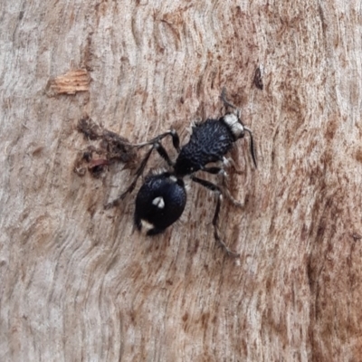 Bothriomutilla rugicollis (Mutillid wasp or velvet ant) at Gungahlin, ACT - 4 Sep 2019 by HannahWindley