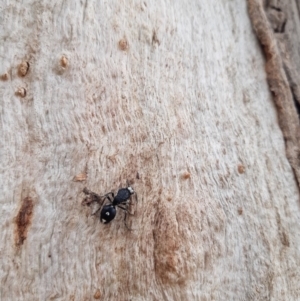 Bothriomutilla rugicollis at Gungahlin, ACT - 4 Sep 2019