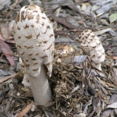 Coprinus comatus (Shaggy Ink Cap) at Australian National University - 19 Oct 2004 by HarveyPerkins