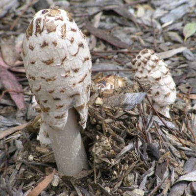 Coprinus comatus (Shaggy Ink Cap) at Australian National University - 19 Oct 2004 by HarveyPerkins