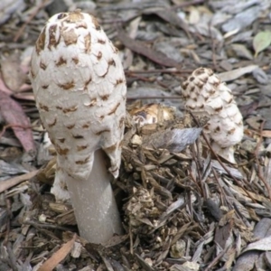 Coprinus comatus at Acton, ACT - 20 Oct 2004