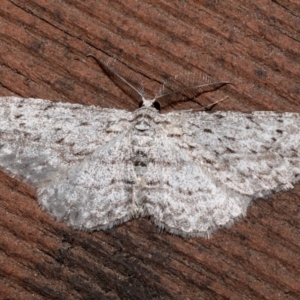 Phelotis cognata at Rosedale, NSW - 31 Aug 2019