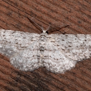 Phelotis cognata at Rosedale, NSW - 31 Aug 2019