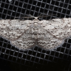 Phelotis cognata at Rosedale, NSW - 31 Aug 2019