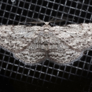 Phelotis cognata at Rosedale, NSW - 31 Aug 2019 10:40 PM